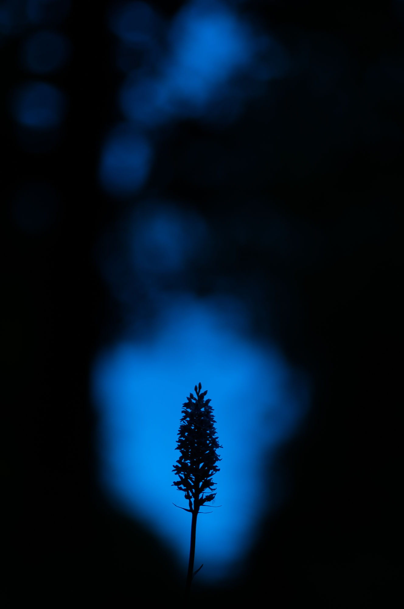 Twilight