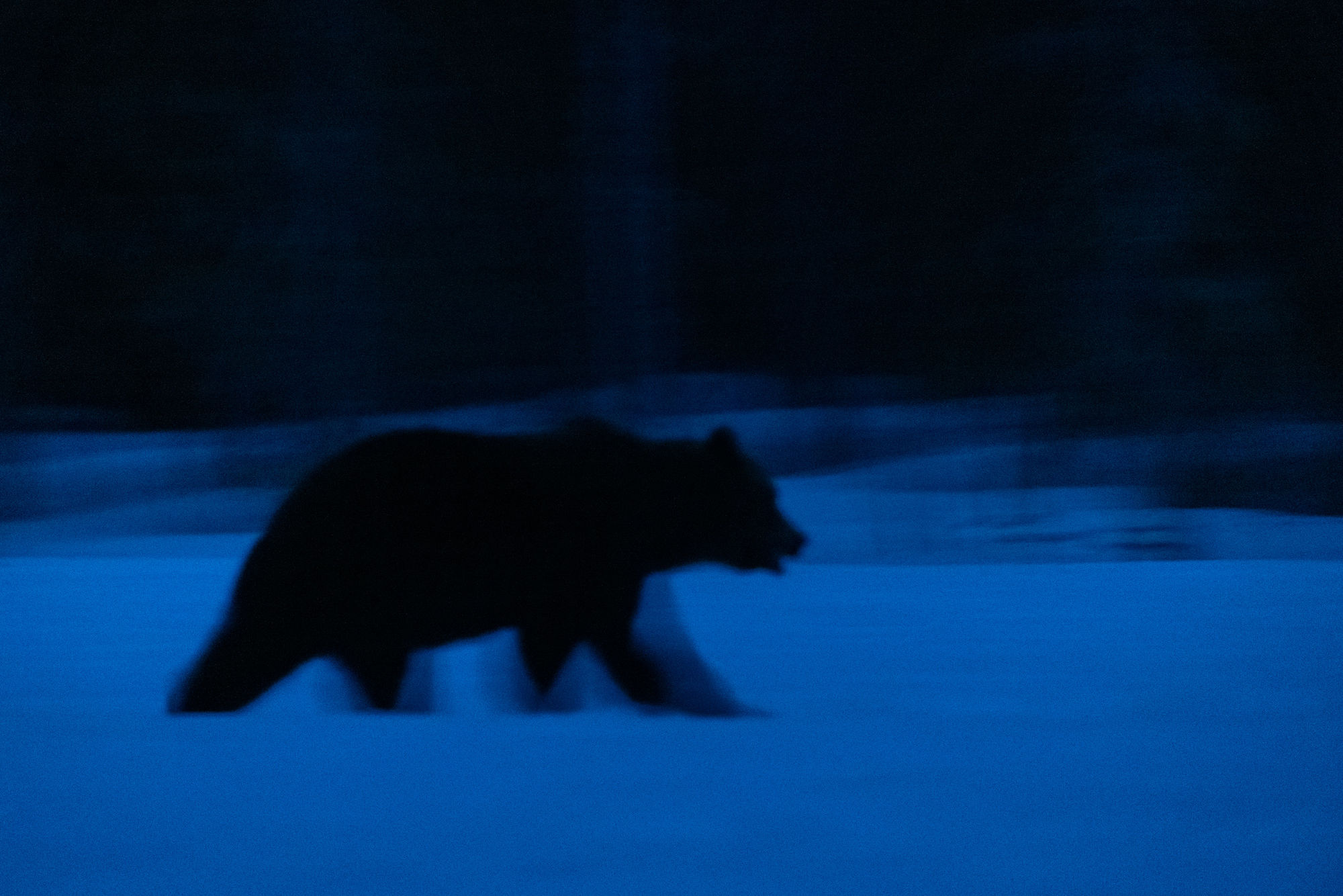 Bear dusk