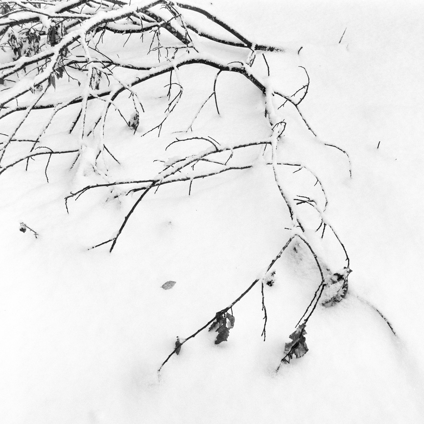 Dingle snow branch on ground