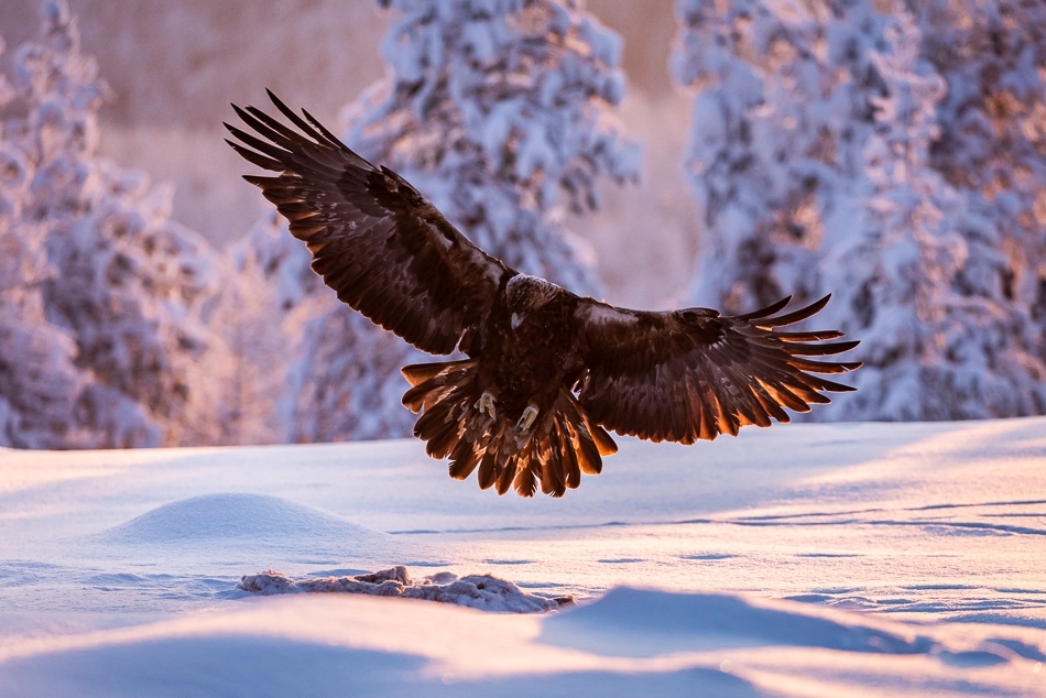 Golden eagle landing ​​​​​​​Kuusamo, Finland