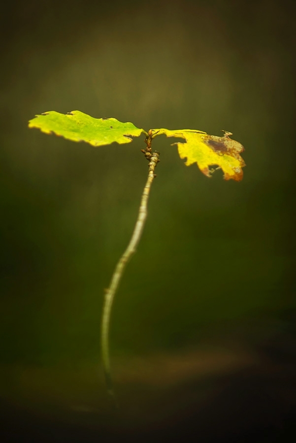 Oak tree sapling in autumn ​​​​​​​Kent, England