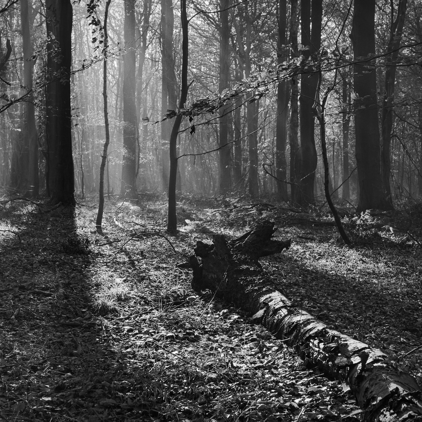 Kings rays fallen tree