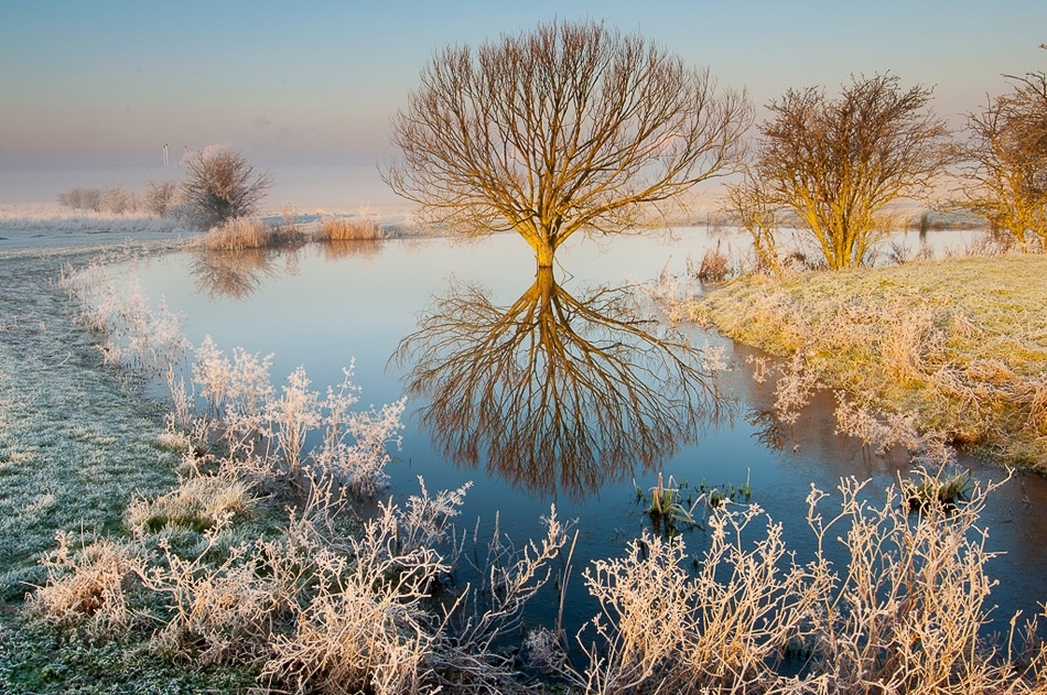 Lone tree in marsh pool, Elmley