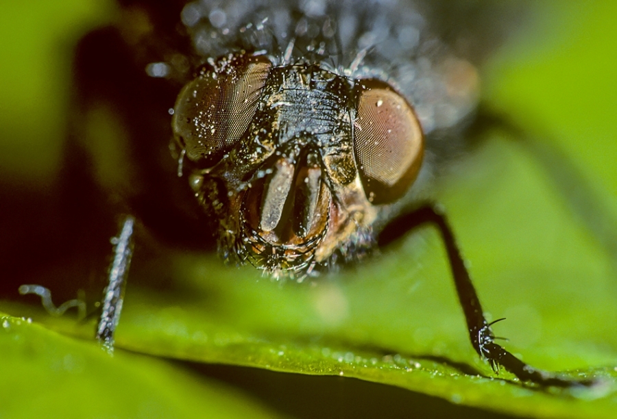 House fly