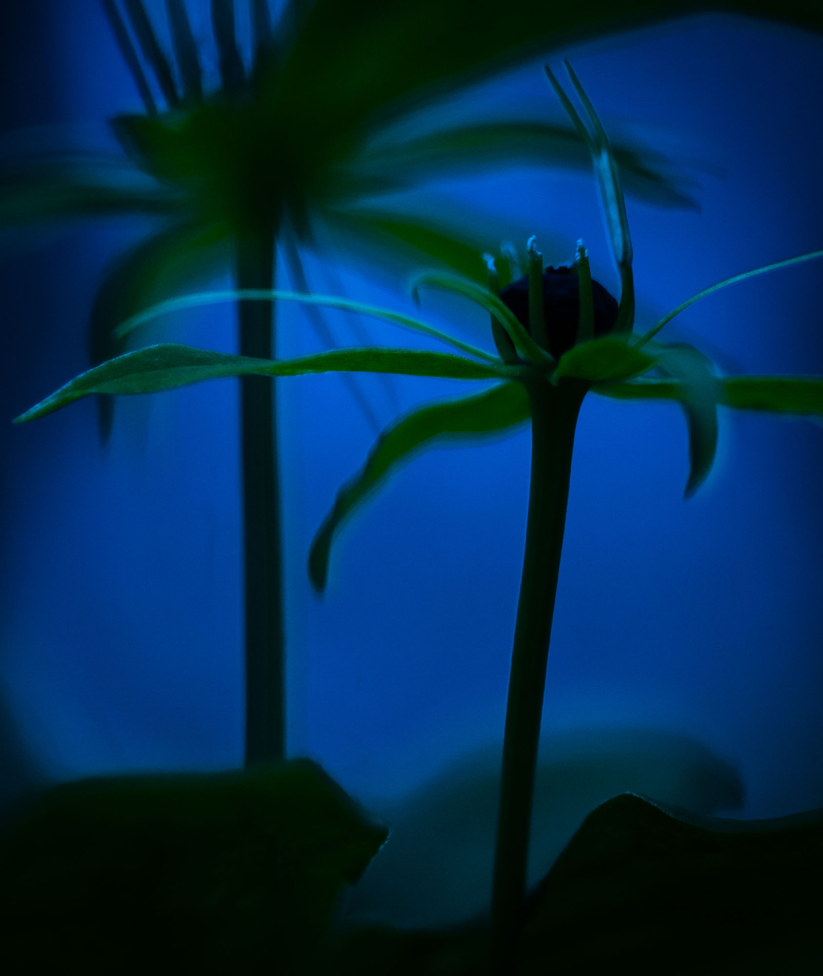 Twilight