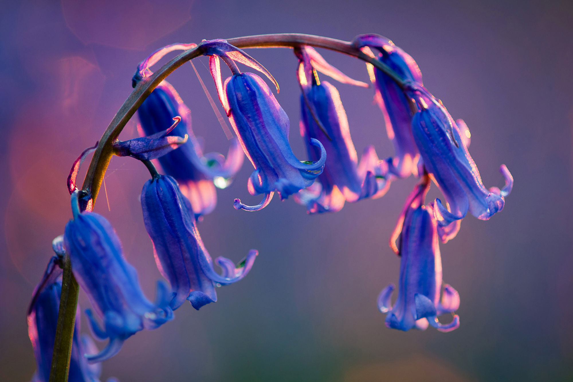 single bluebell