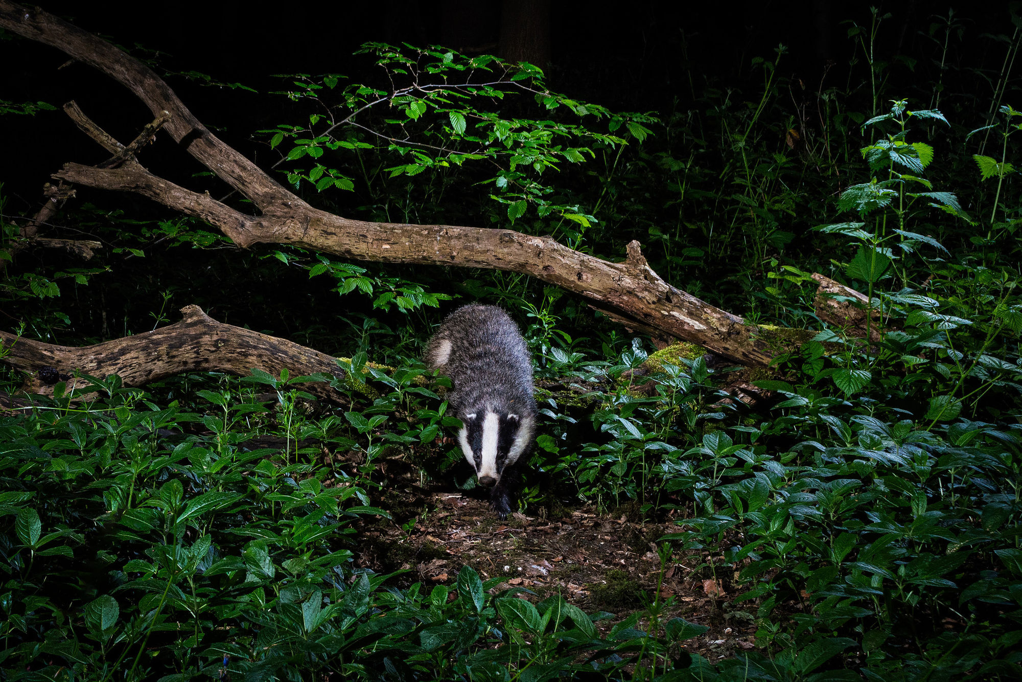 badger camera trap
