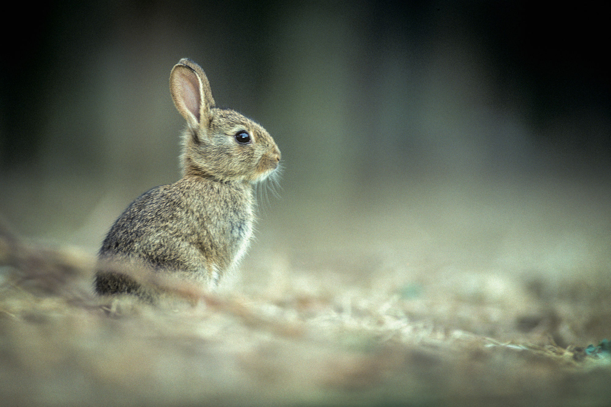 rabbit orchard