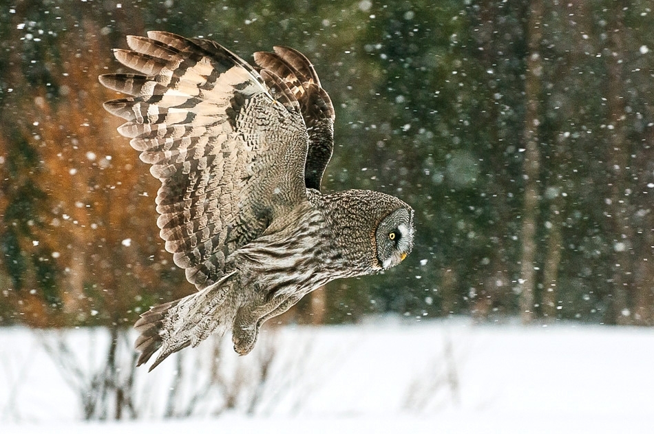 Great grey owl Kuusamo, Finland