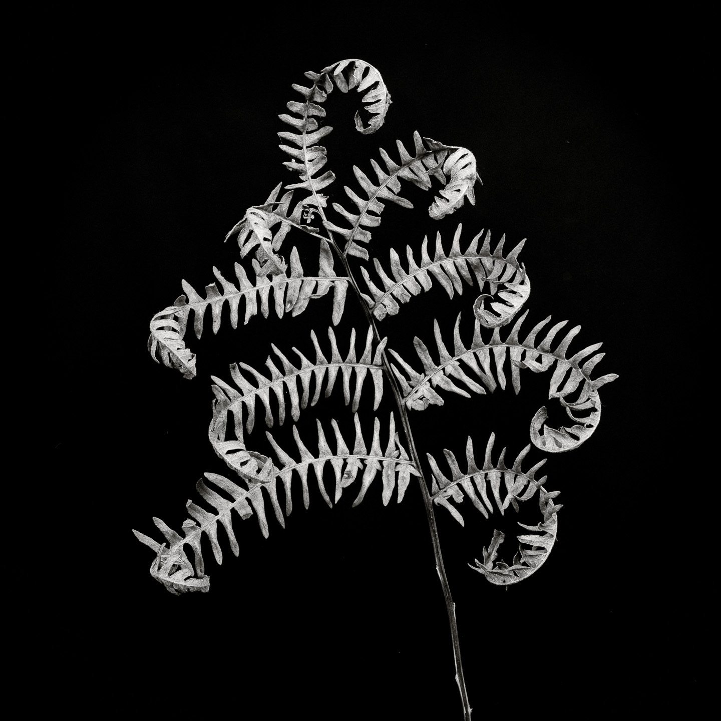 studio bracken