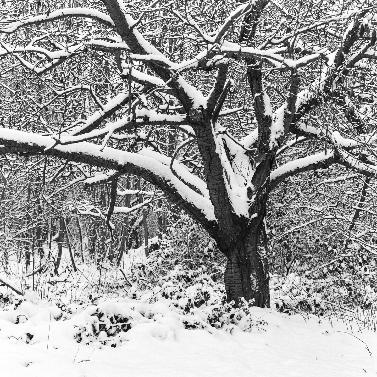 dingle snow single orchard tree