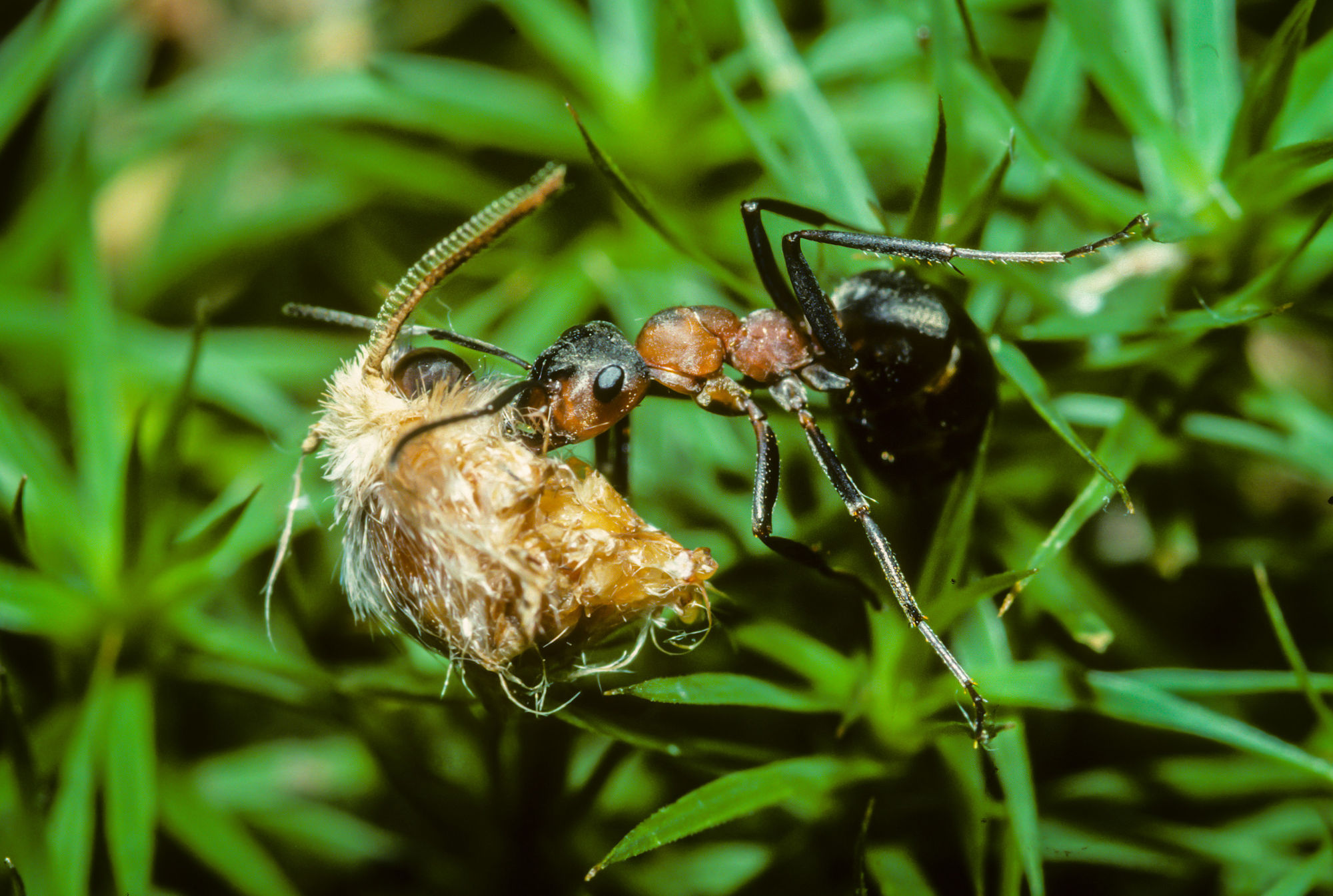Ant moss moth