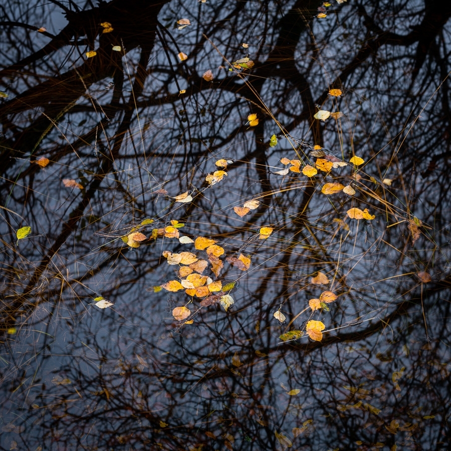 Autumn leaves on upland pool ​​​​​​​Killarney National Park