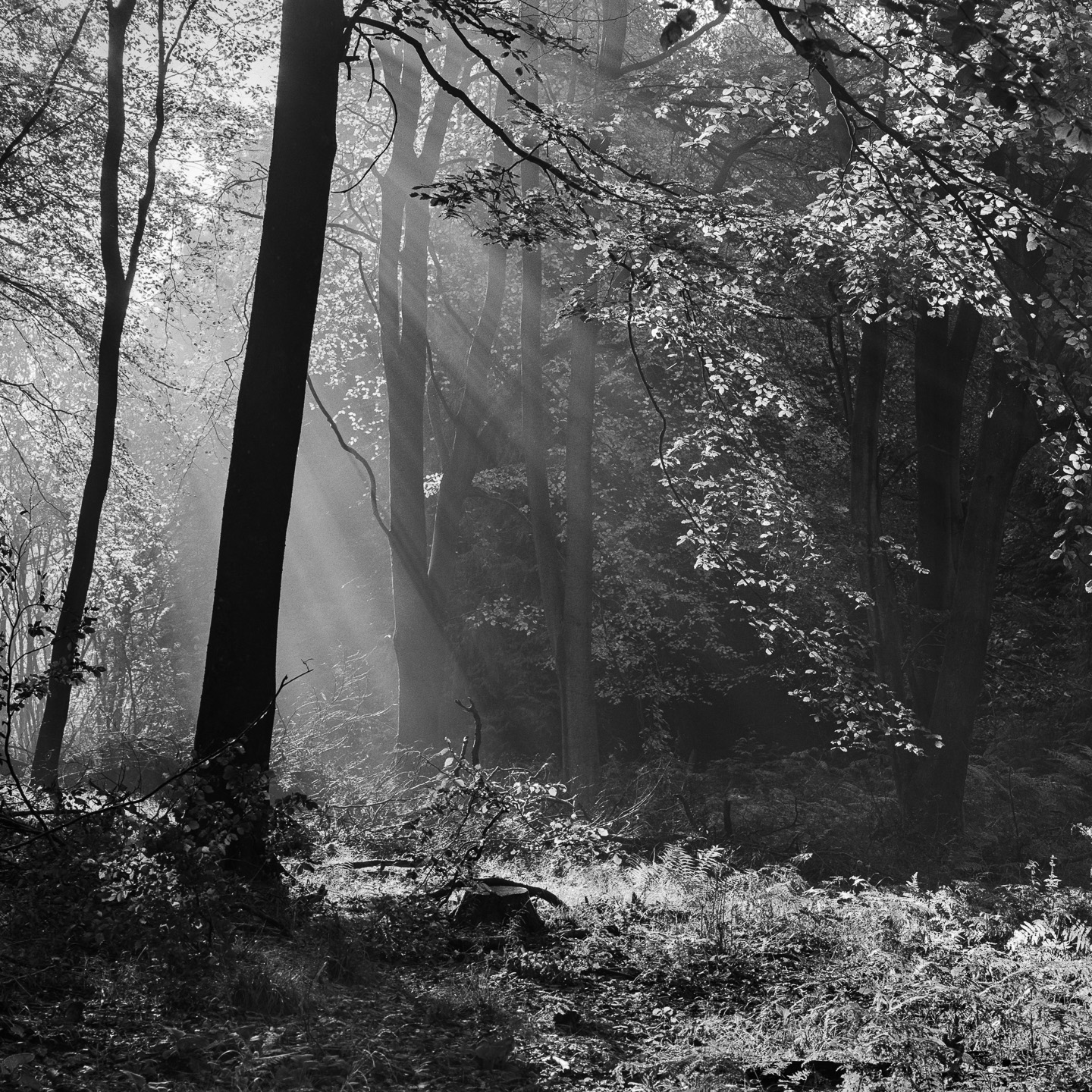 Kings wood mist wide