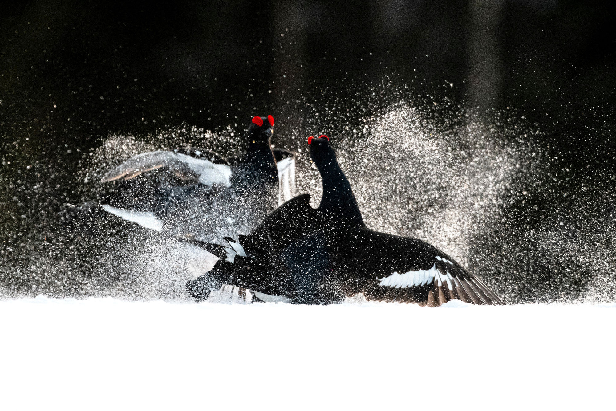 Grouse fighting snow flying
