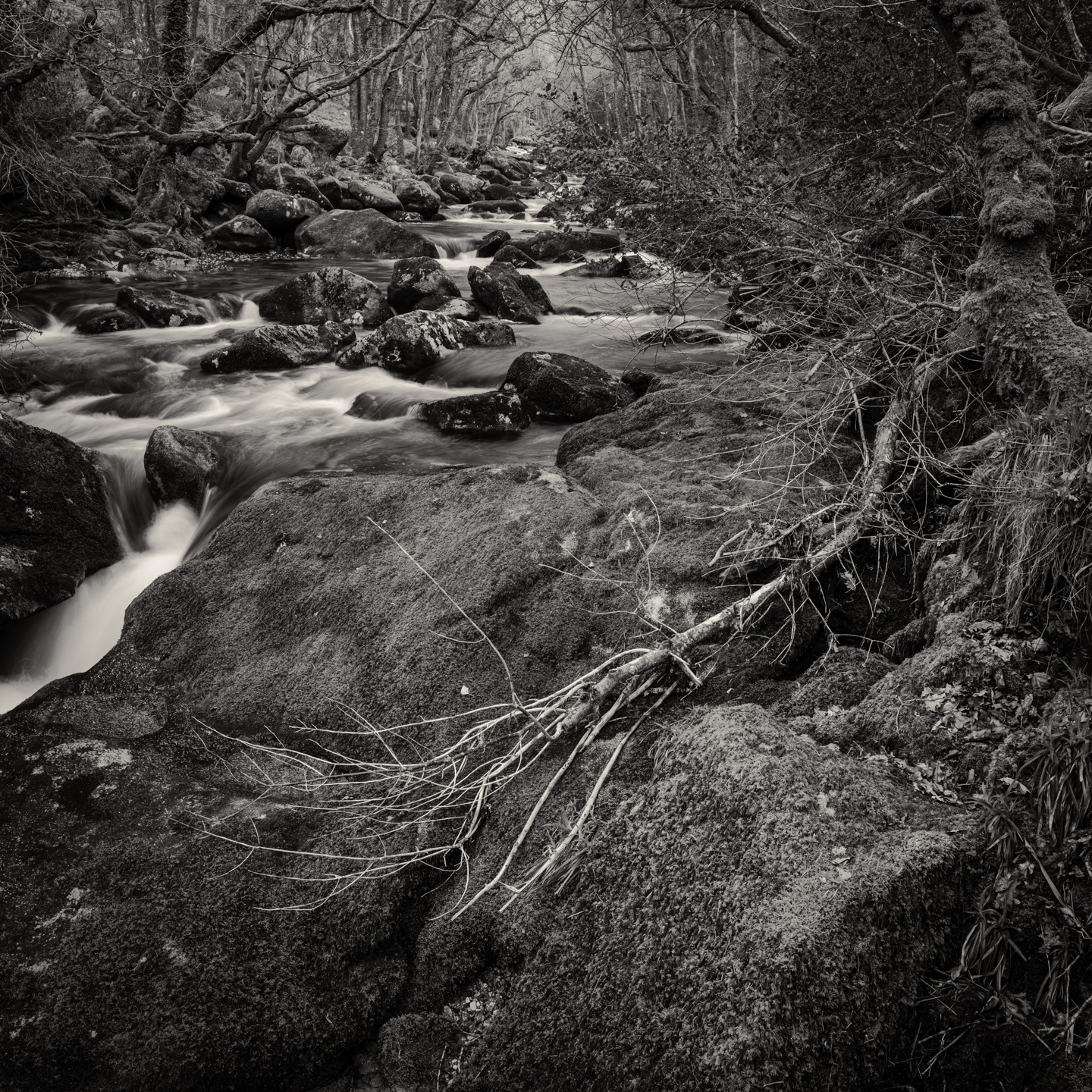 river branch