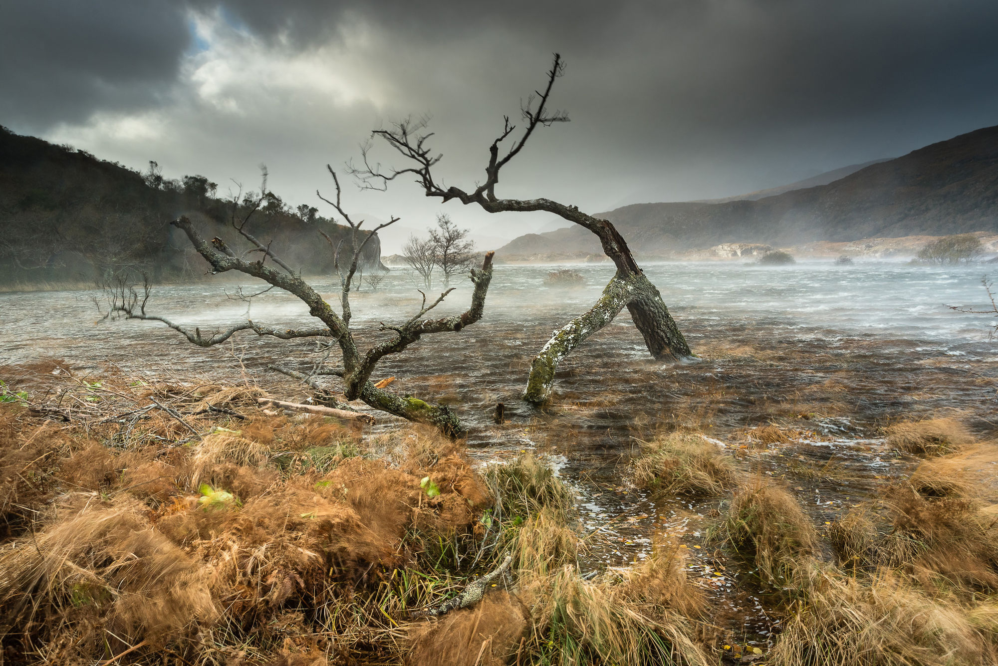 storm tree