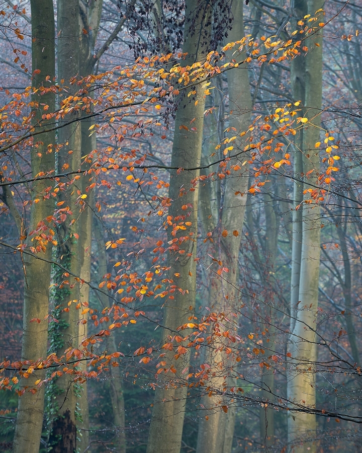 Beech trees in autumn ​​​​​​​Kent, England