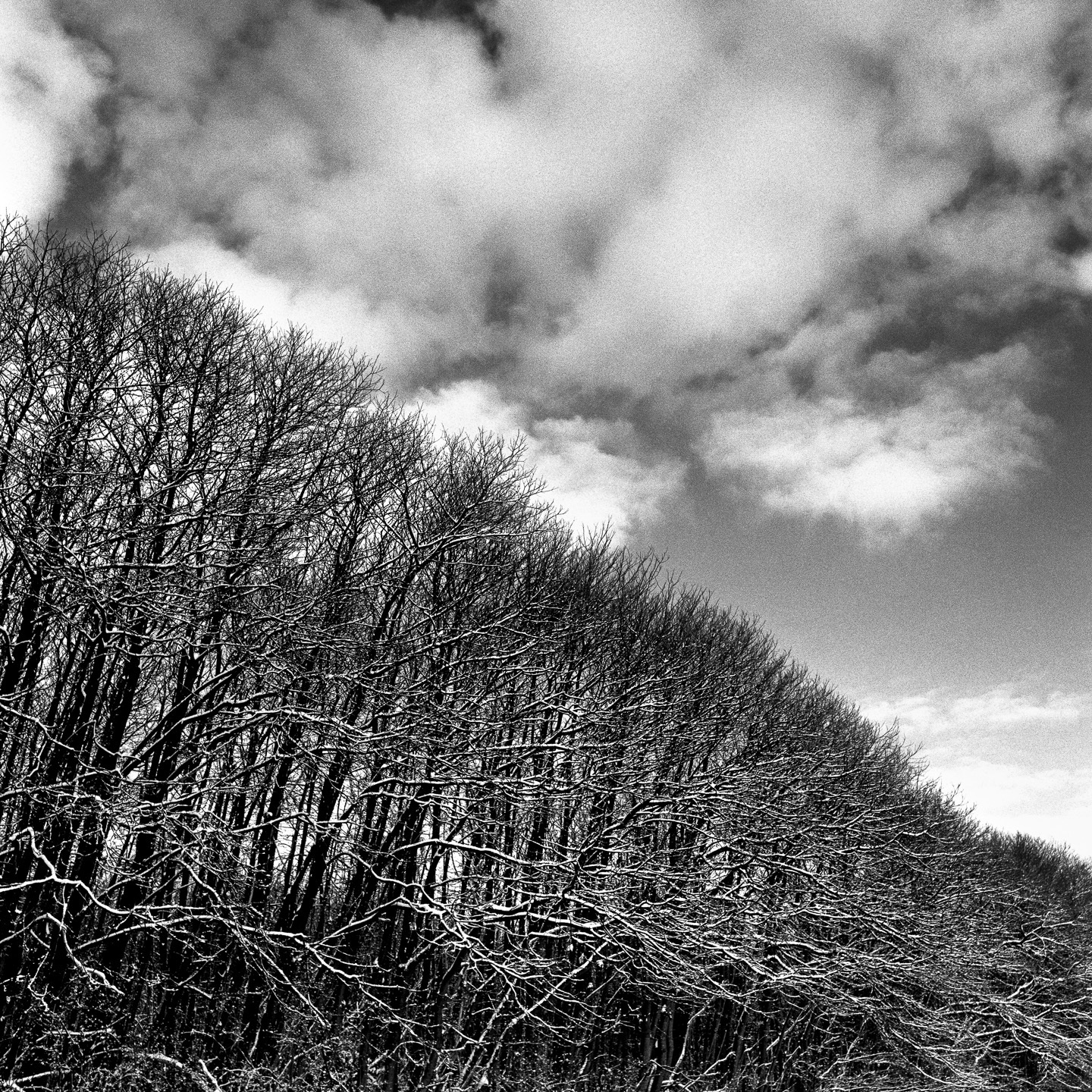 dingle snow treeline angle