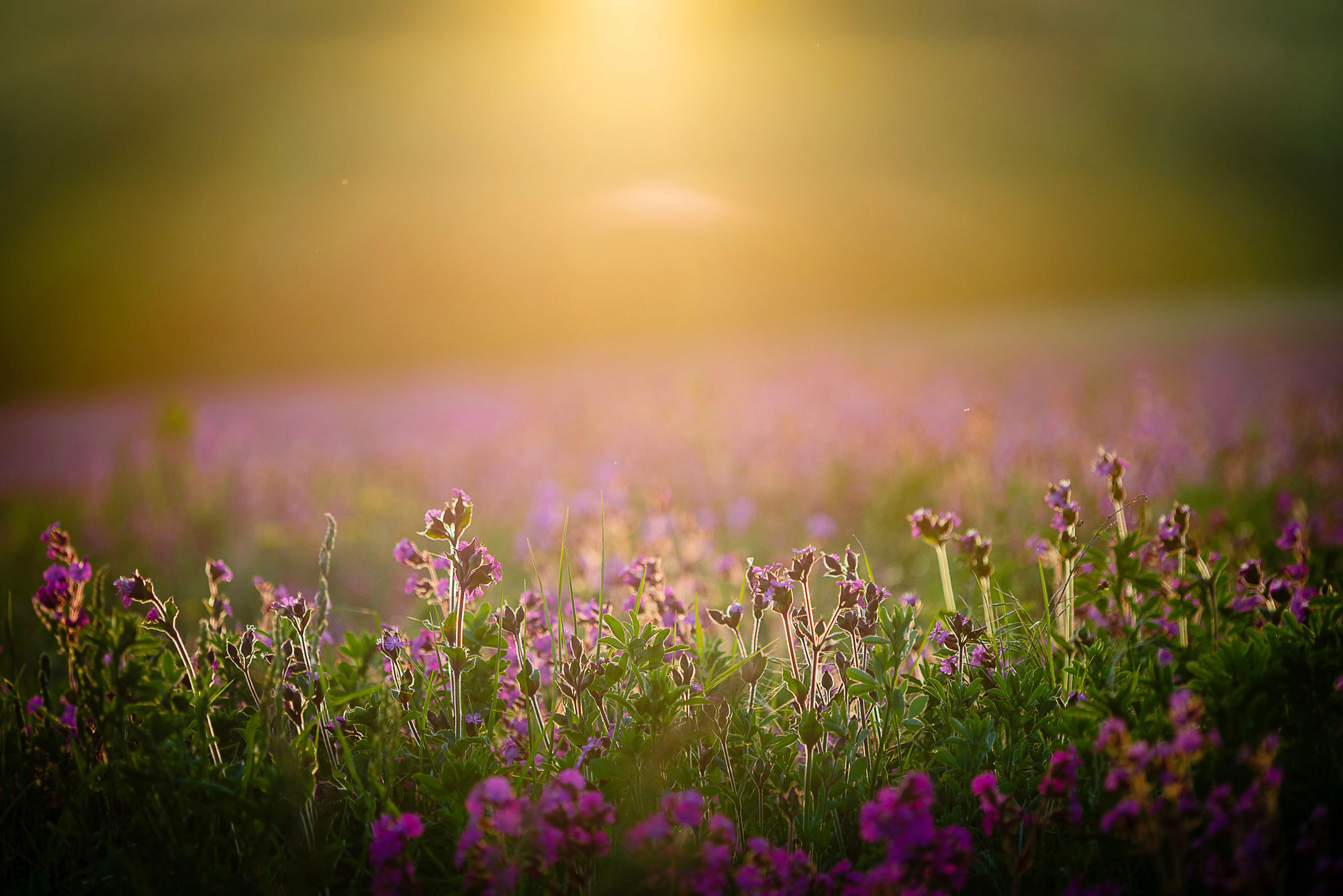 campion sunset