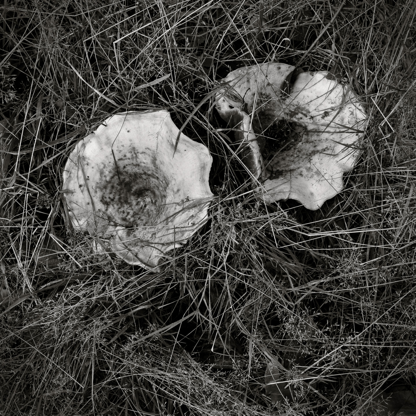 Fungi in grass