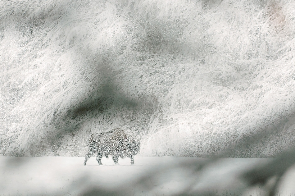 European bison, Bialowieza, Poland.