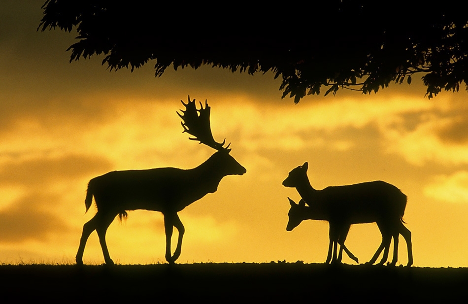 Fallow deer buck and does