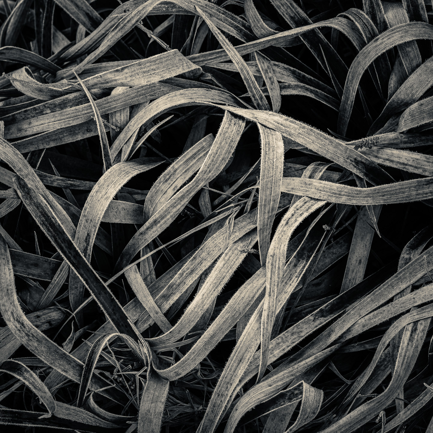 Grasses