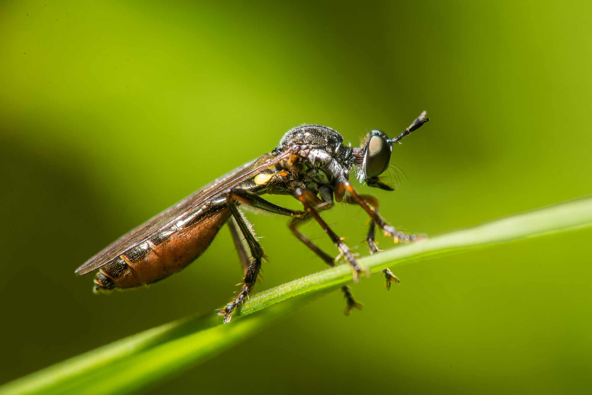 Brown insect