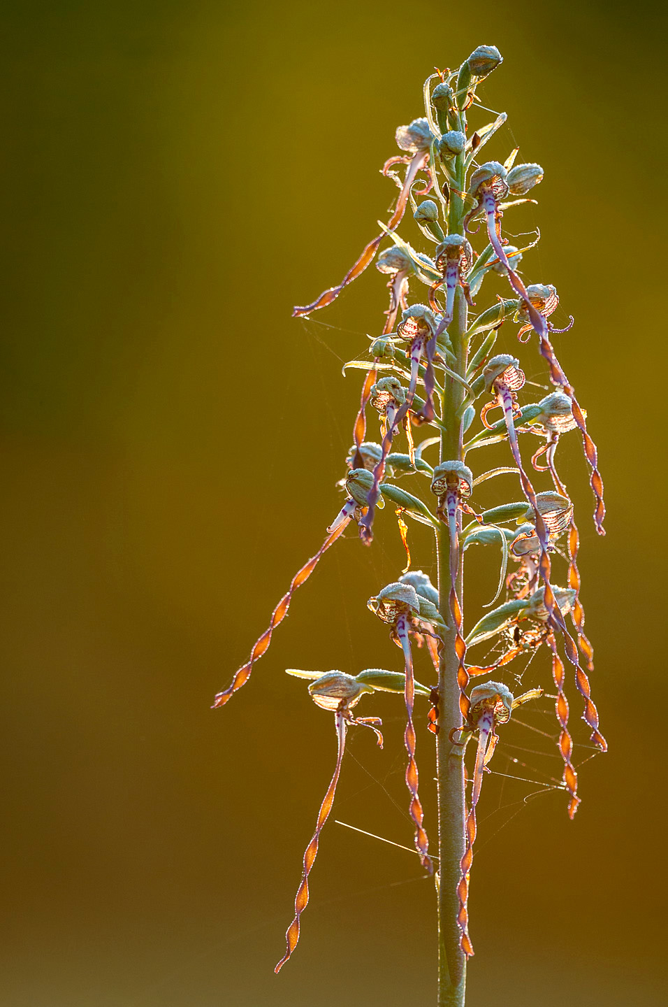 Lizard orchid