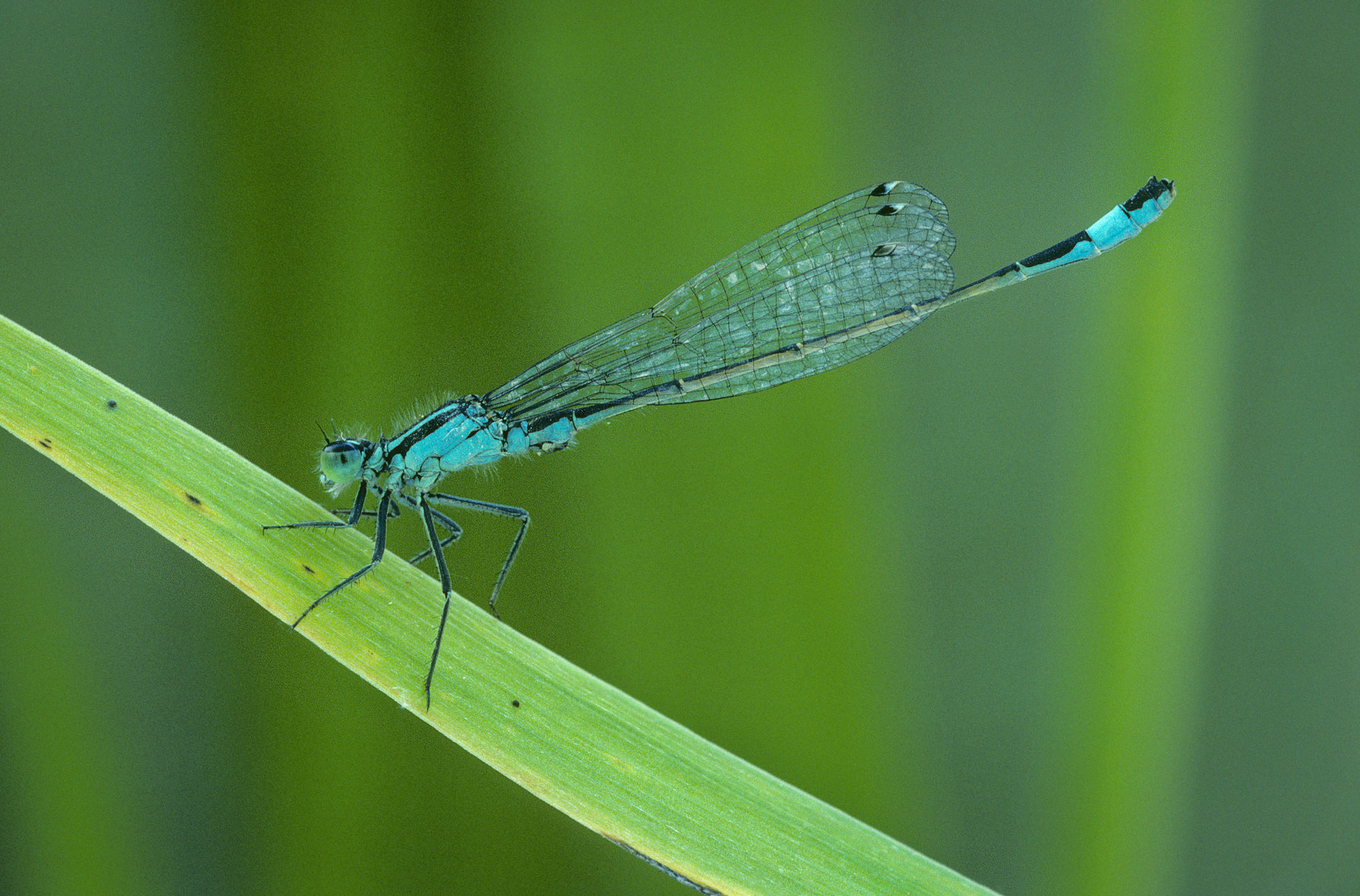 BT damselfly