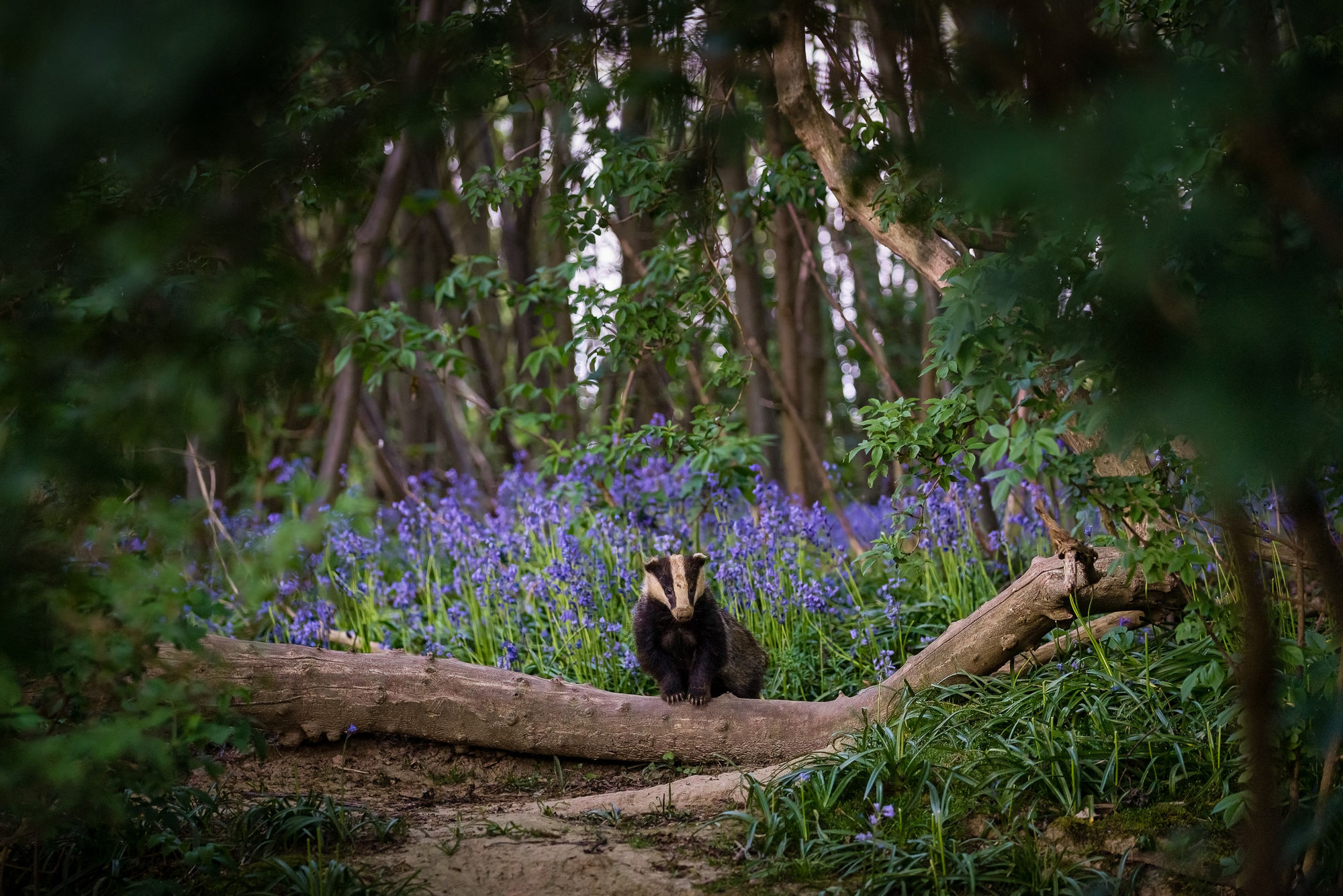 Badger in bluebells