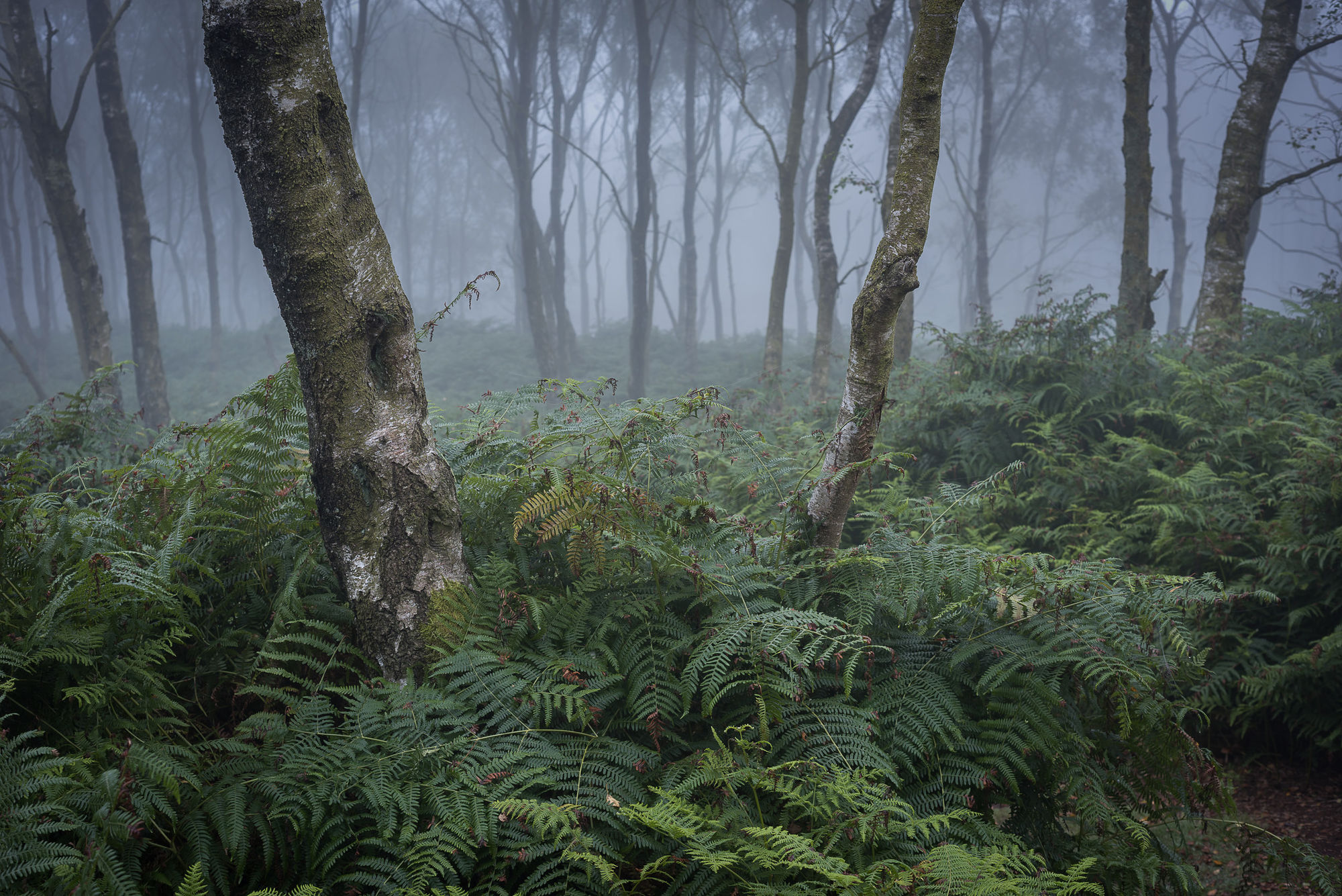 woods mist