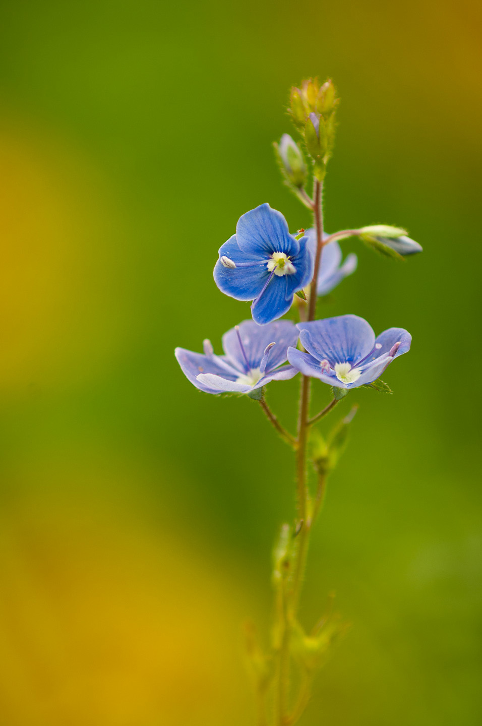 speedwell