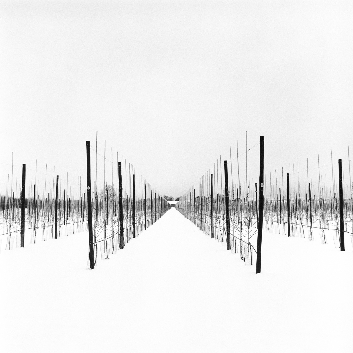 hop poles