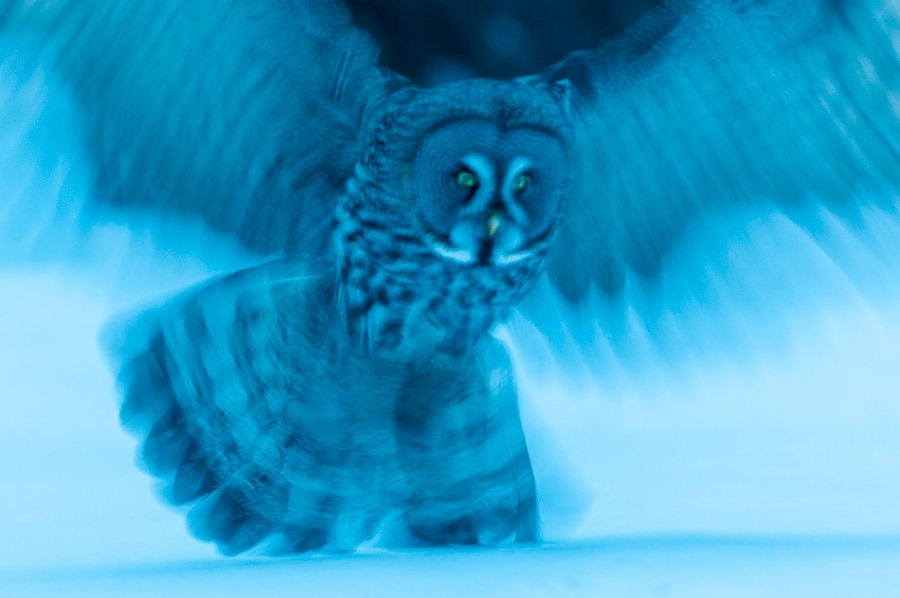 Great grey owl landing on prey at dusk Kuusamo, Finland