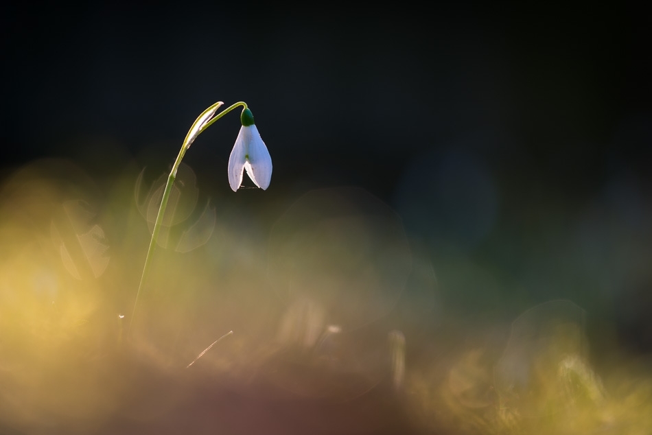 Snowdrop