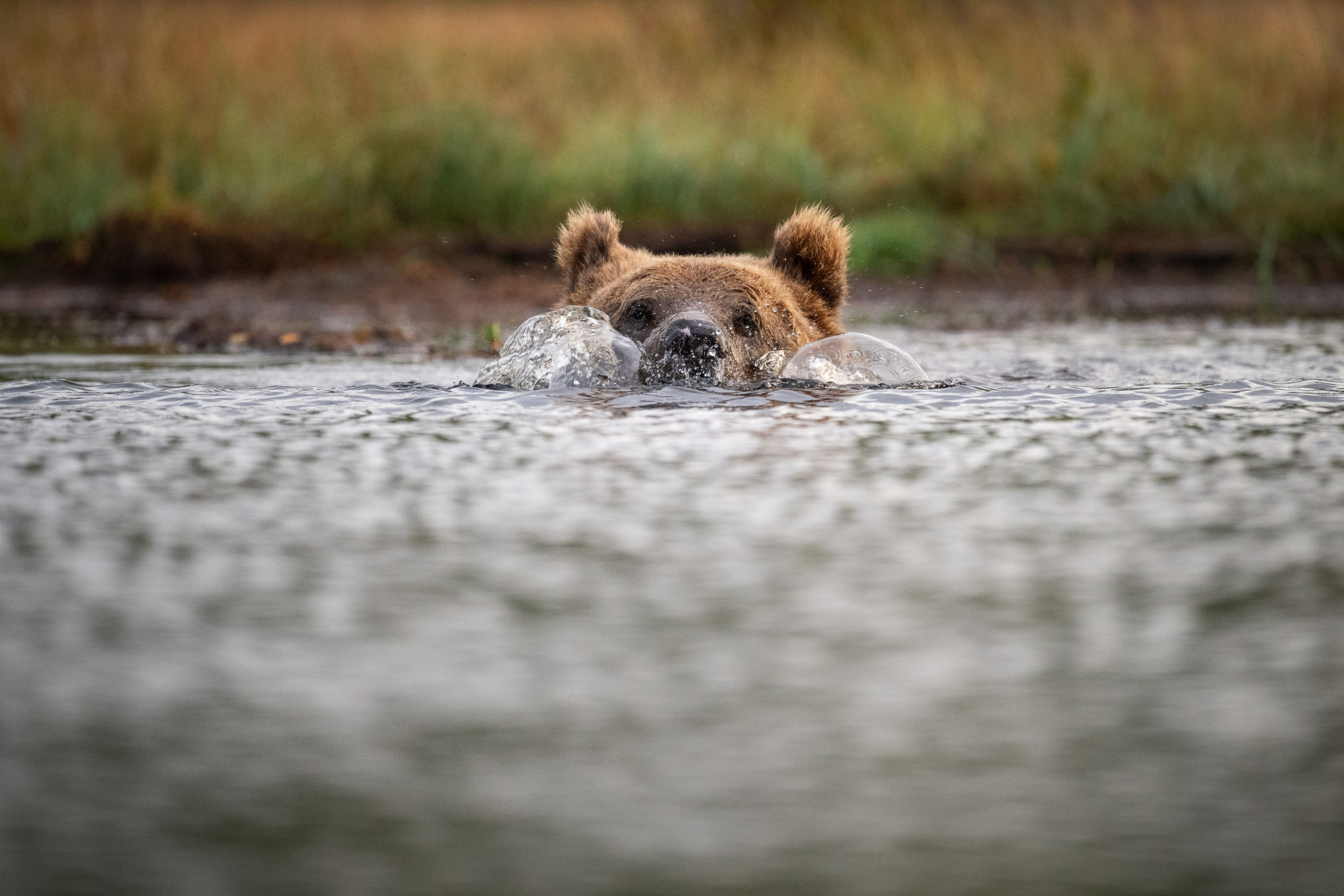 Bear swimming