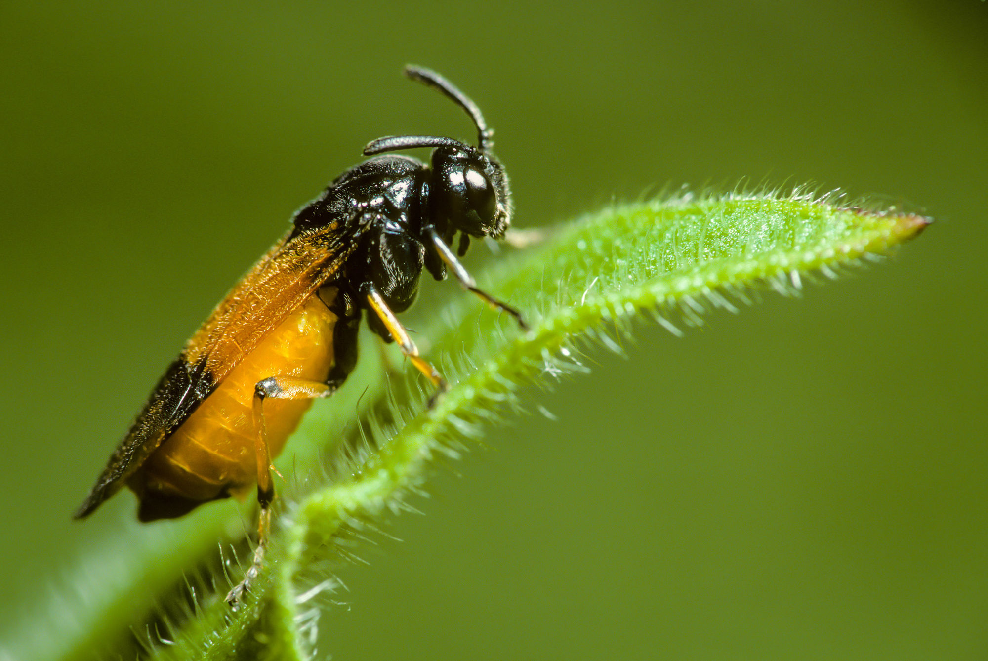 Sawfly