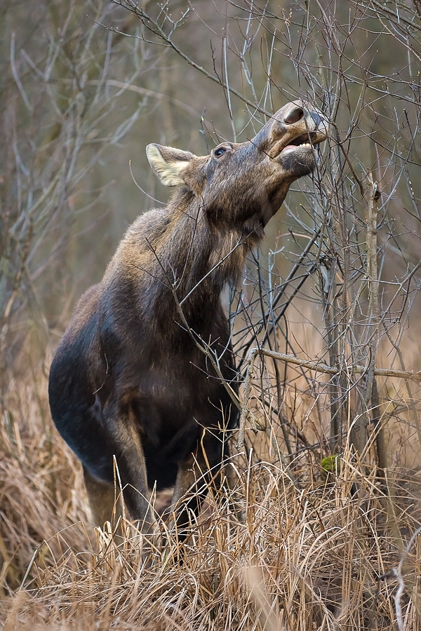 European elk, Biebrza, Poland.