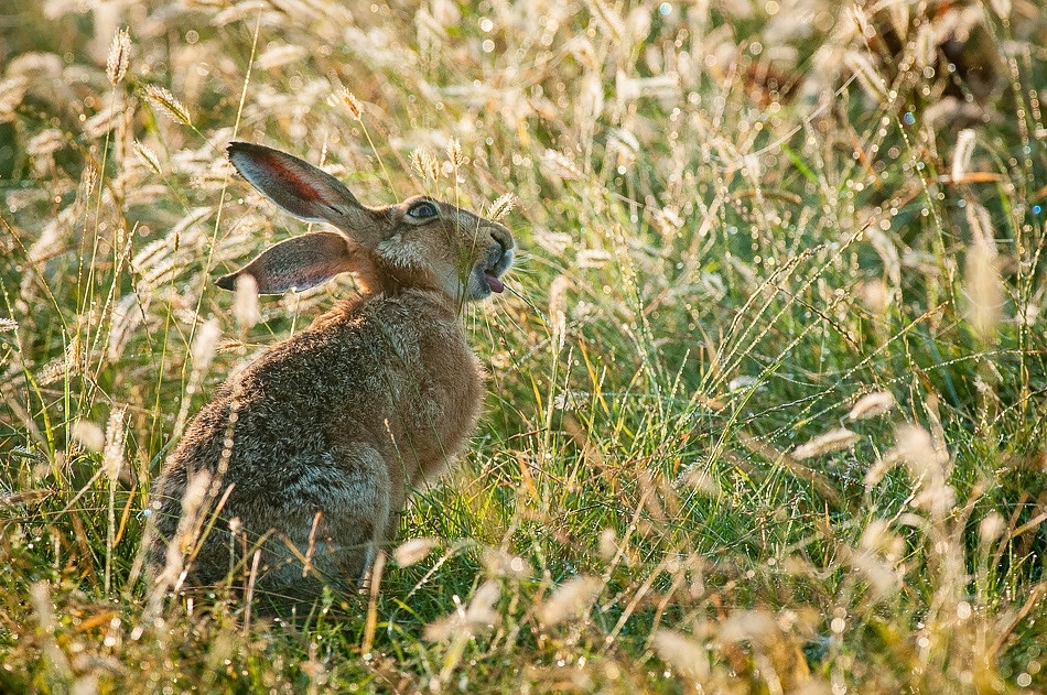 Brown hare feeding