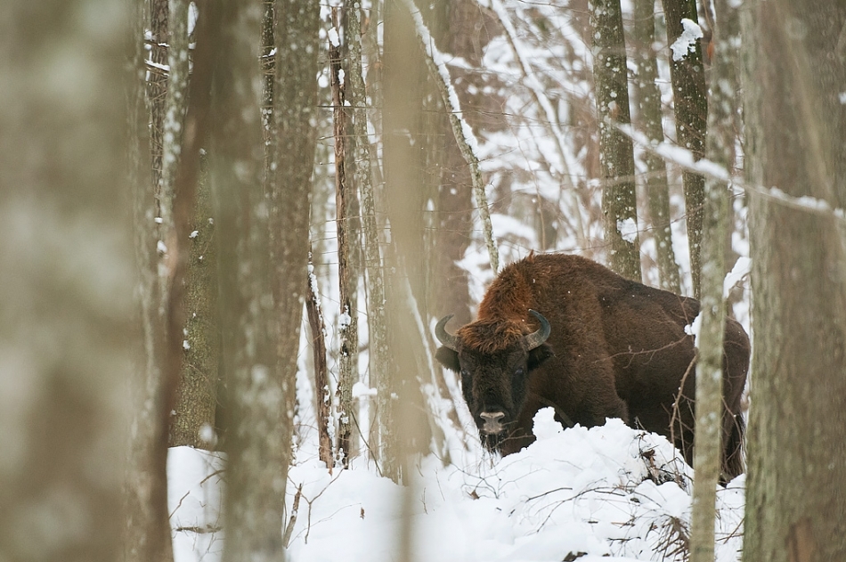 European bison ​​​​​​​​​​​​​​Bialowieza, Poland
