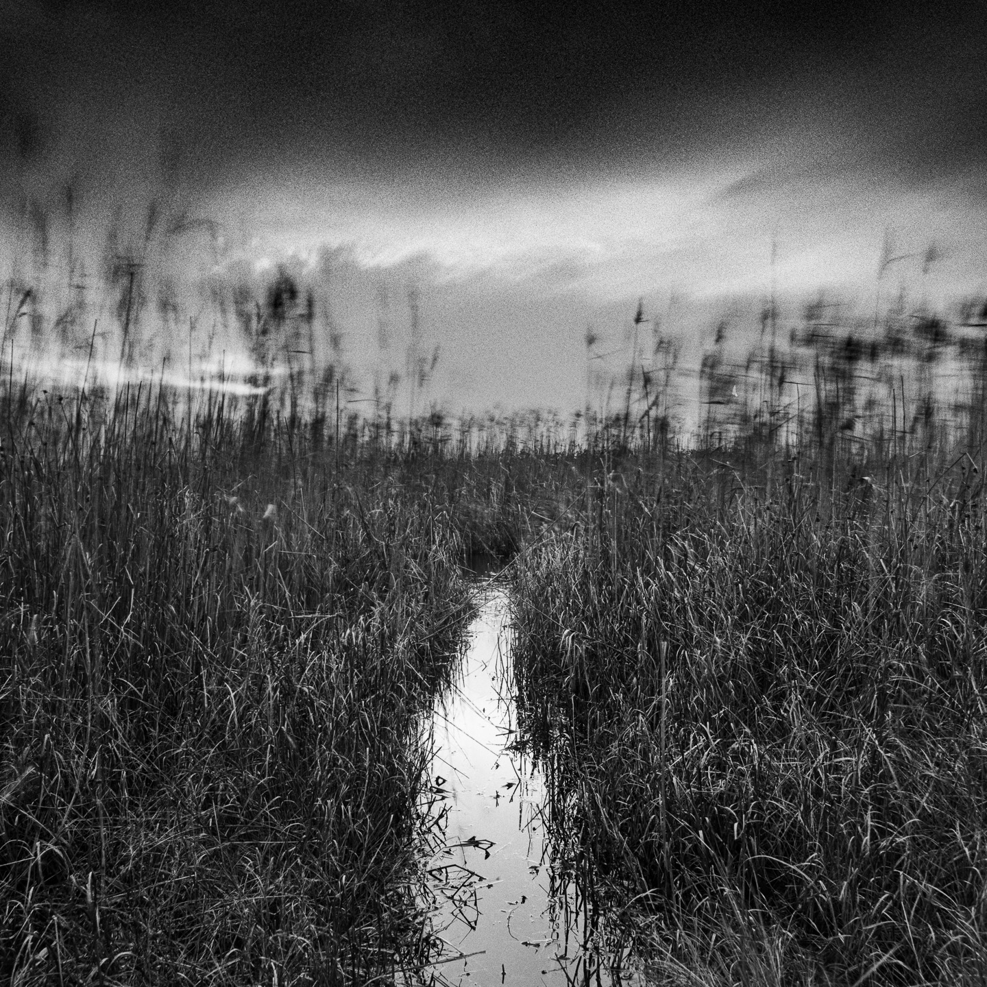 Reedbed