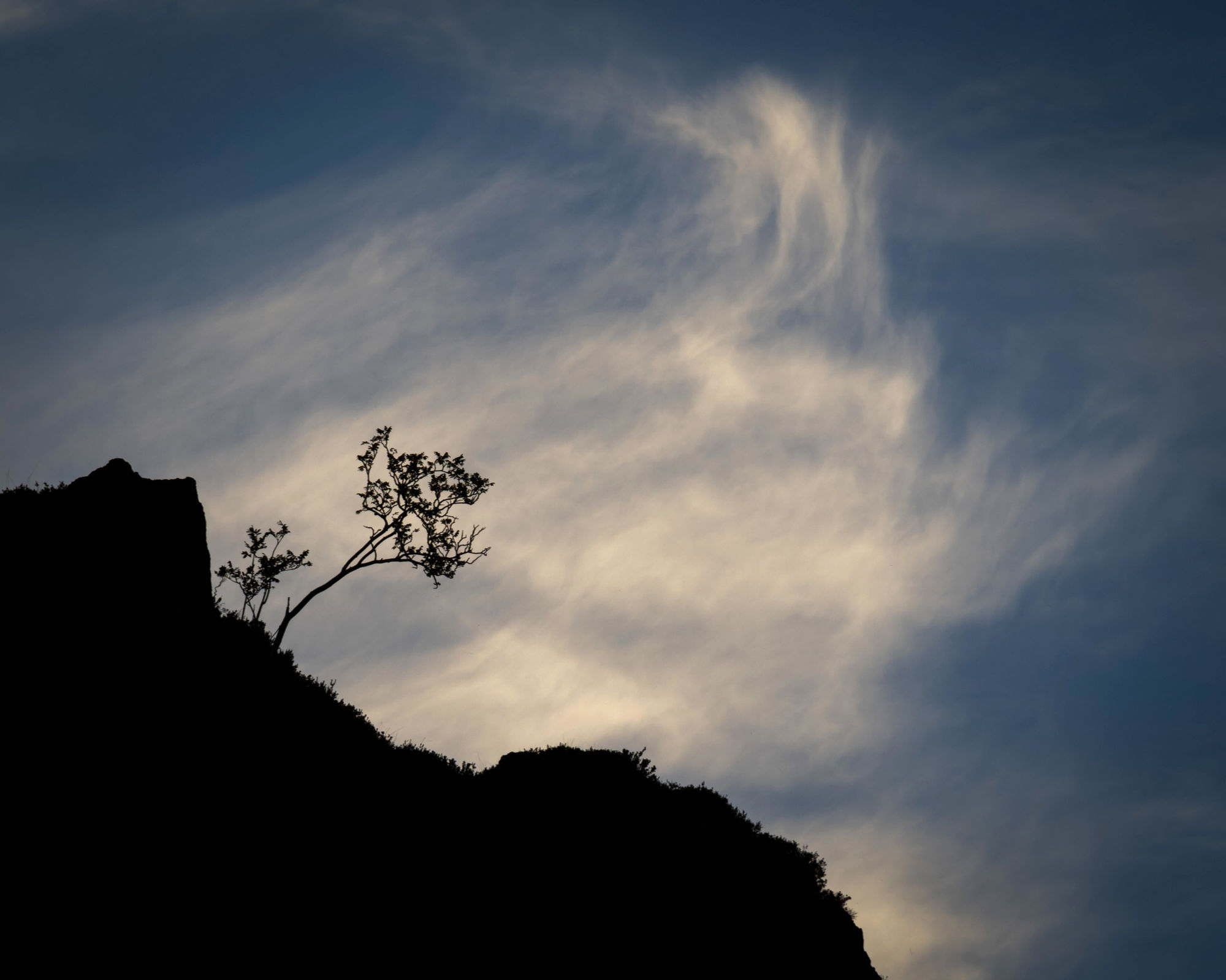Snowdonia rock tree