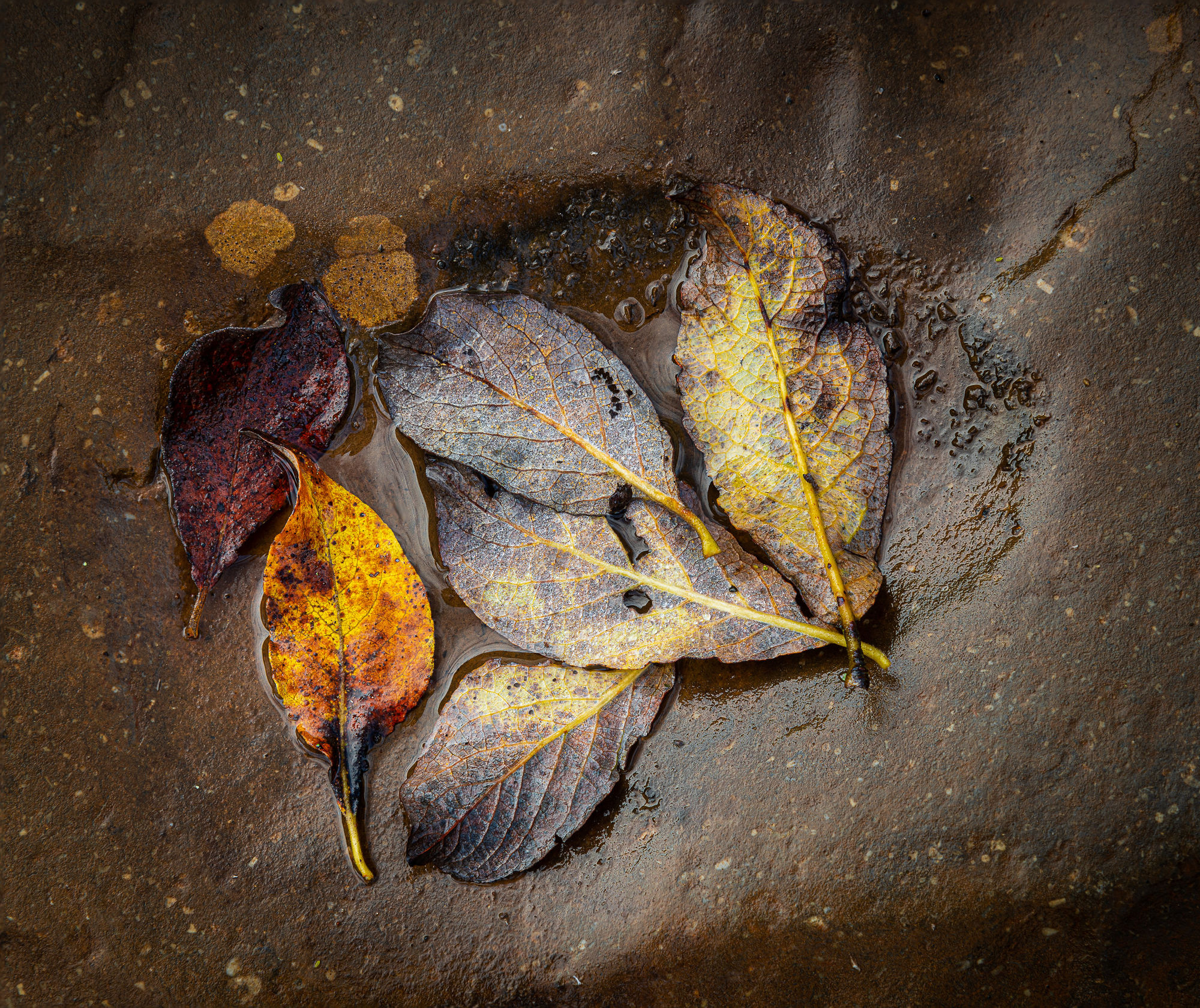 Leaves