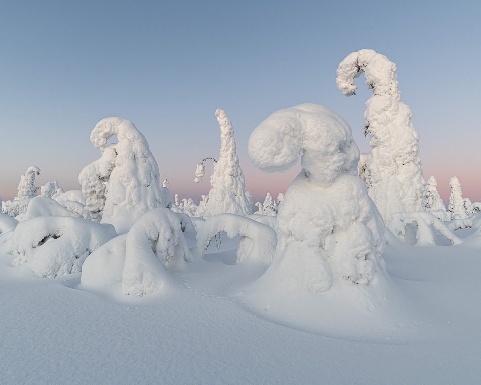 Frozen trees (tykky) at sunset​​​​​​ ​Kuusamo, Finland