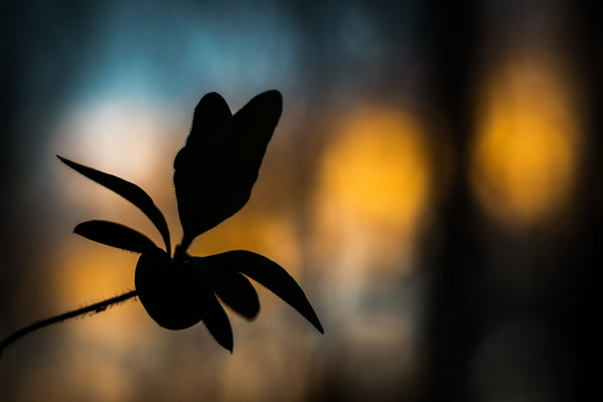 Honeysuckle