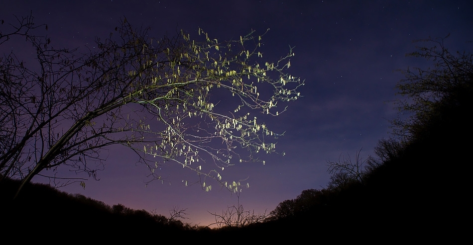 Hazel tree and catkins illuminated at night ​​​​​​​Kent, England