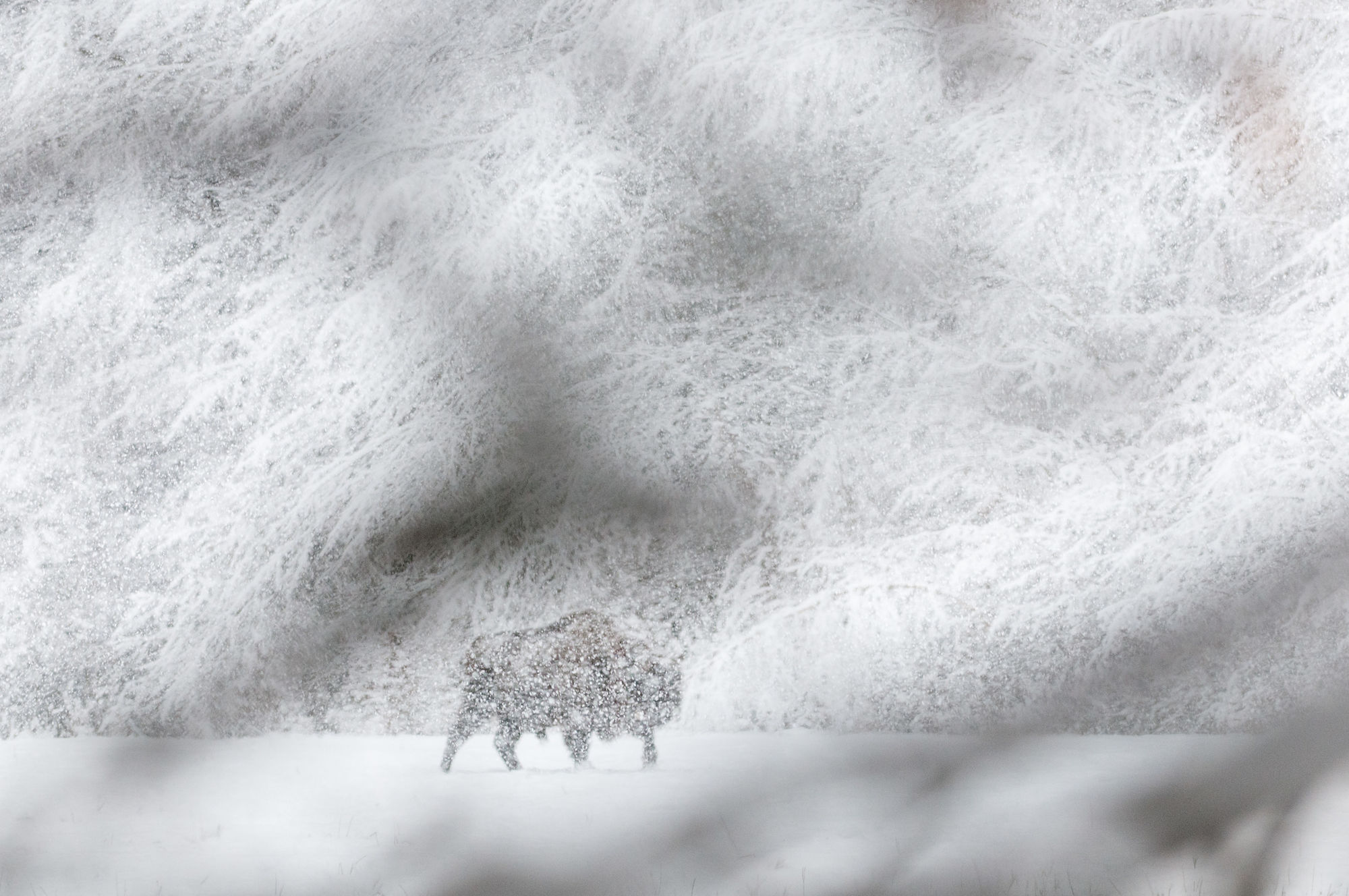 Bison snow branches