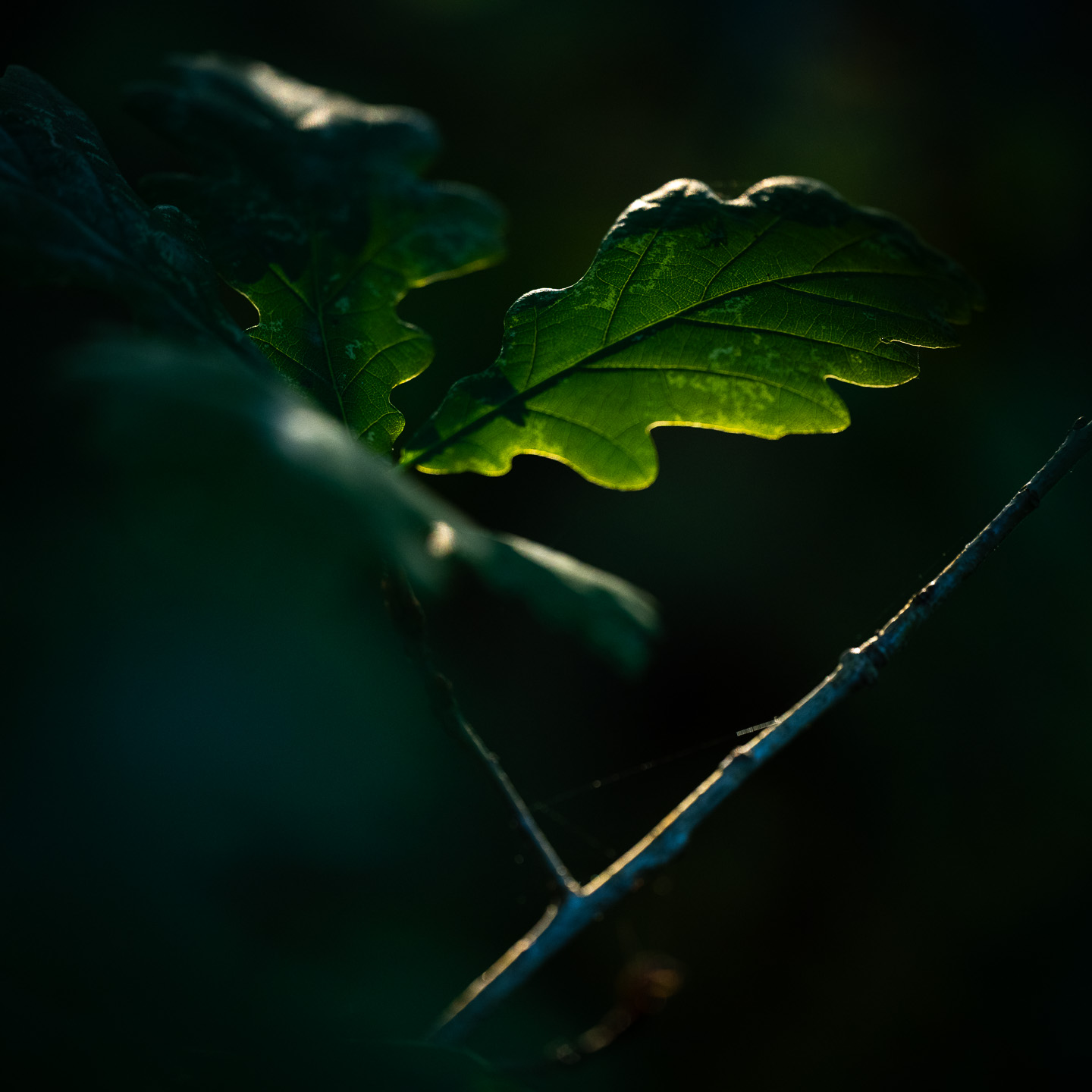 Common oak tree leaves softly lit in dawn light. 
